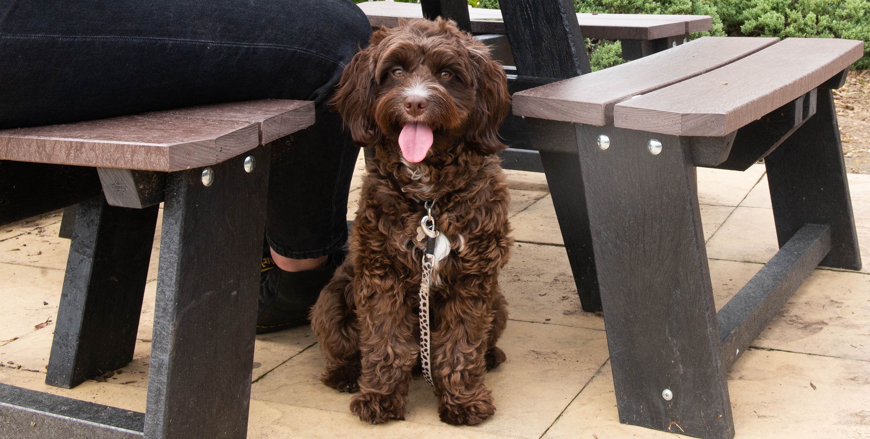 Your local dog friendly pub