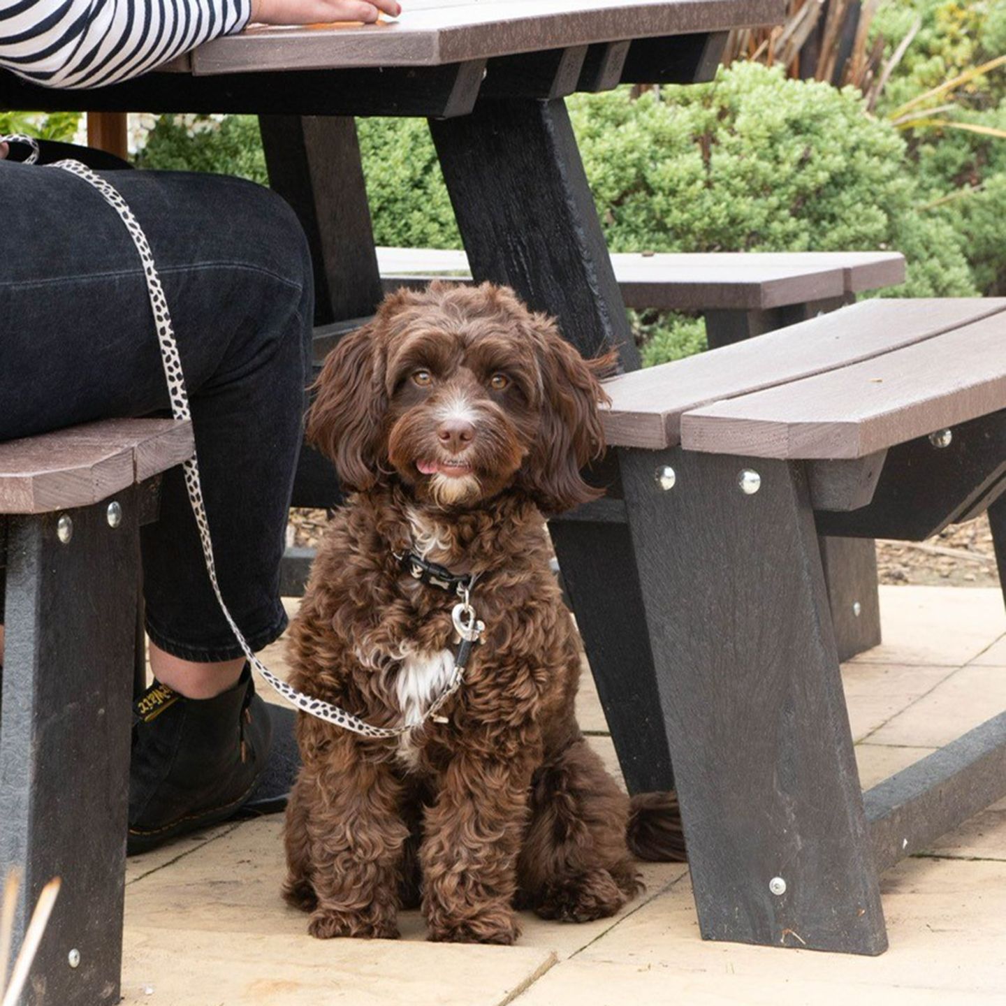 Your local dog friendly pub in Holyhead